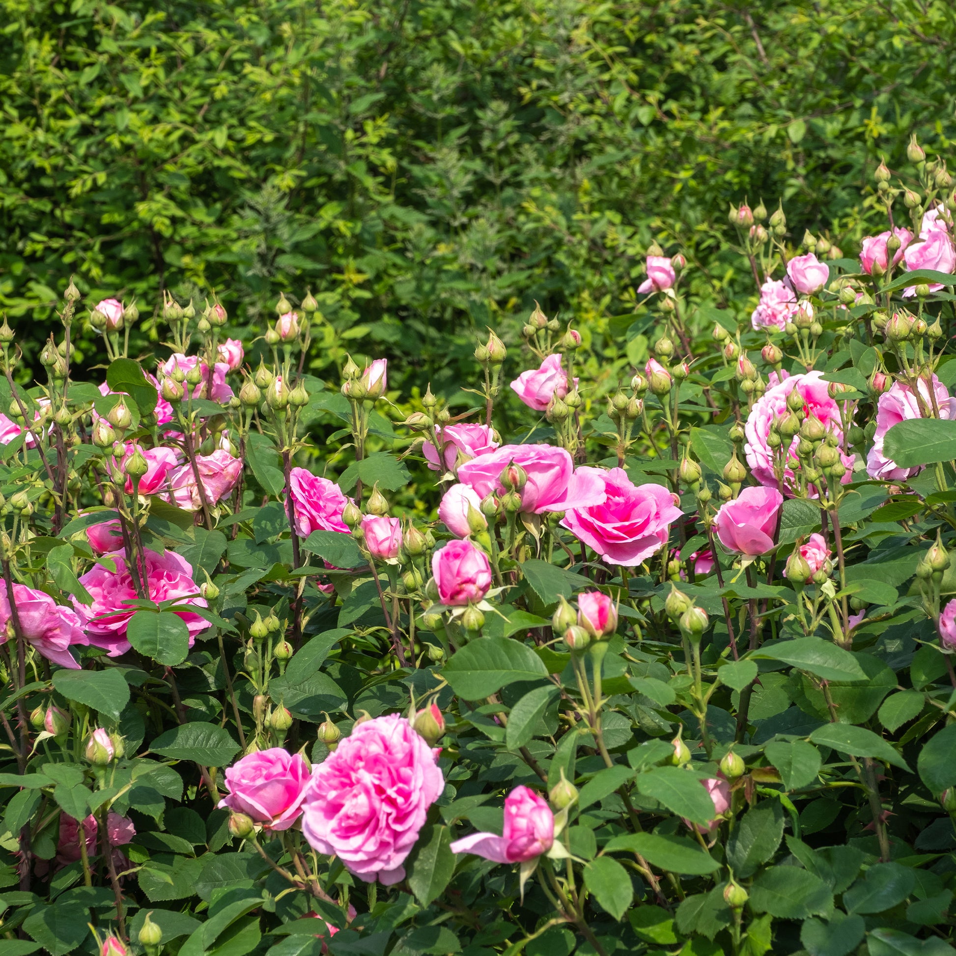 Rosier anglais grimpant Gertrude Jekyll® Ausbord - Bakker