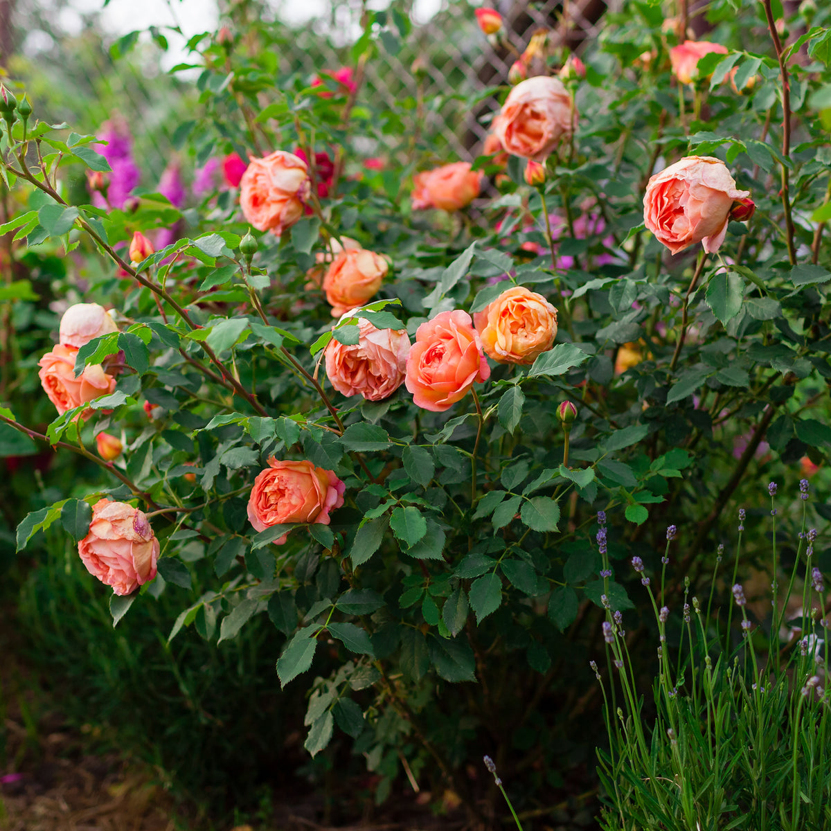 Vente Rosier anglais Lady of Shalott