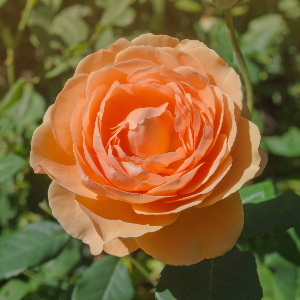 Rosiers - Rosier anglais Lady of Shalott - Rosa Lady of Shalott® Ausnyson