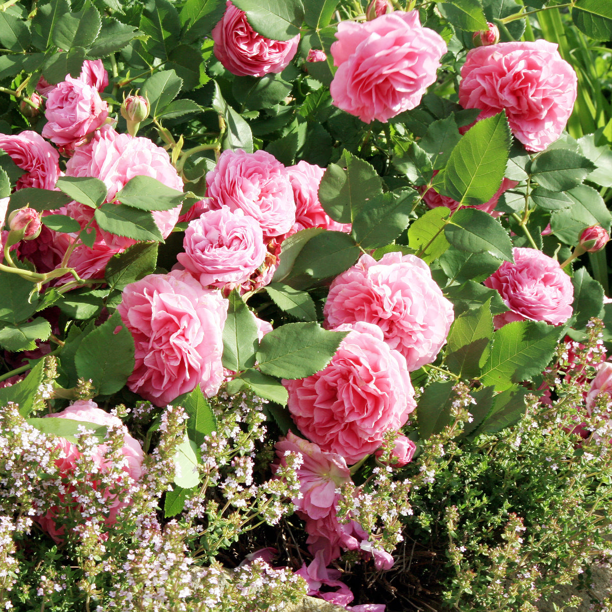 Rosa Louise Odier - Rosier Bourbon Louise Odier - Rosiers