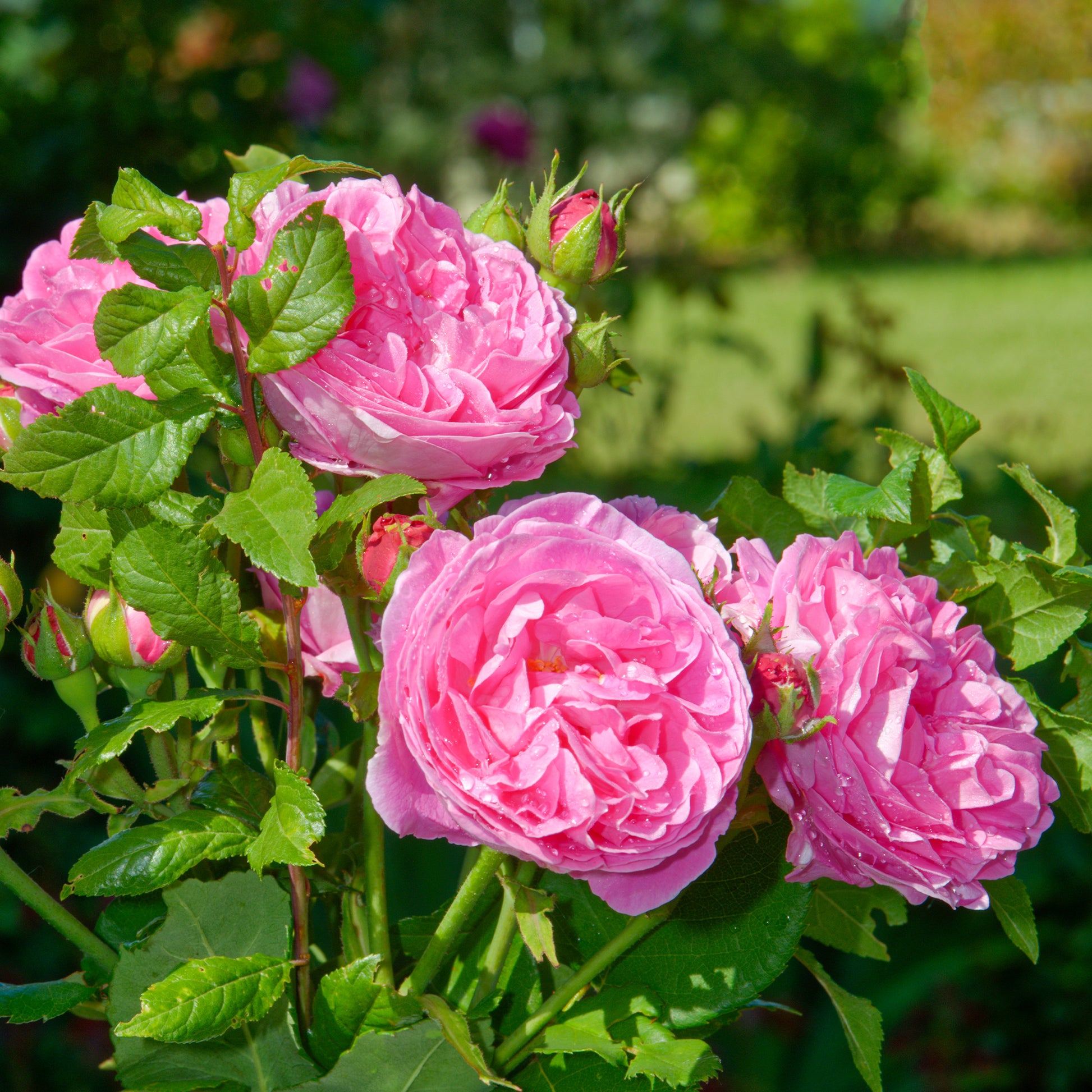 Rosier Bourbon Louise Odier - Bakker