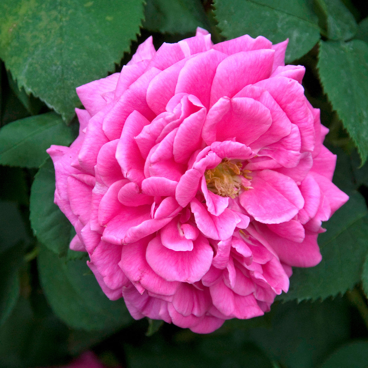 Rosa Madame Isaac Pereire - Rosier Bourbon grimpant Mme Isaac Pereire - Rosiers
