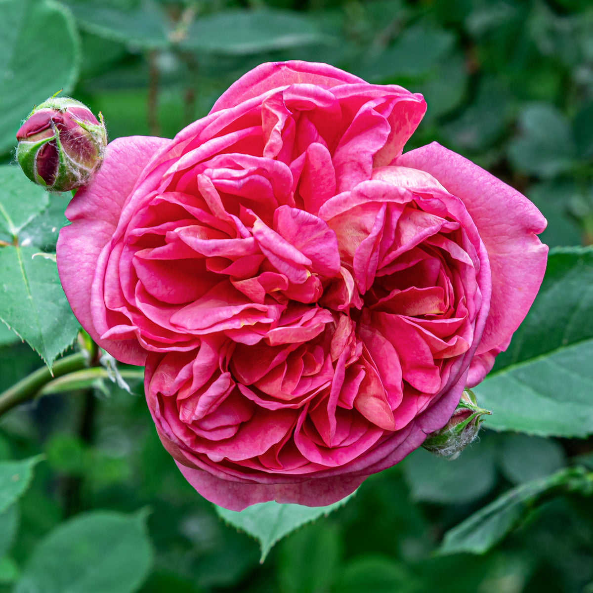 Rosier Bourbon grimpant Mme Isaac Pereire - Rosa Madame Isaac Pereire - Bakker