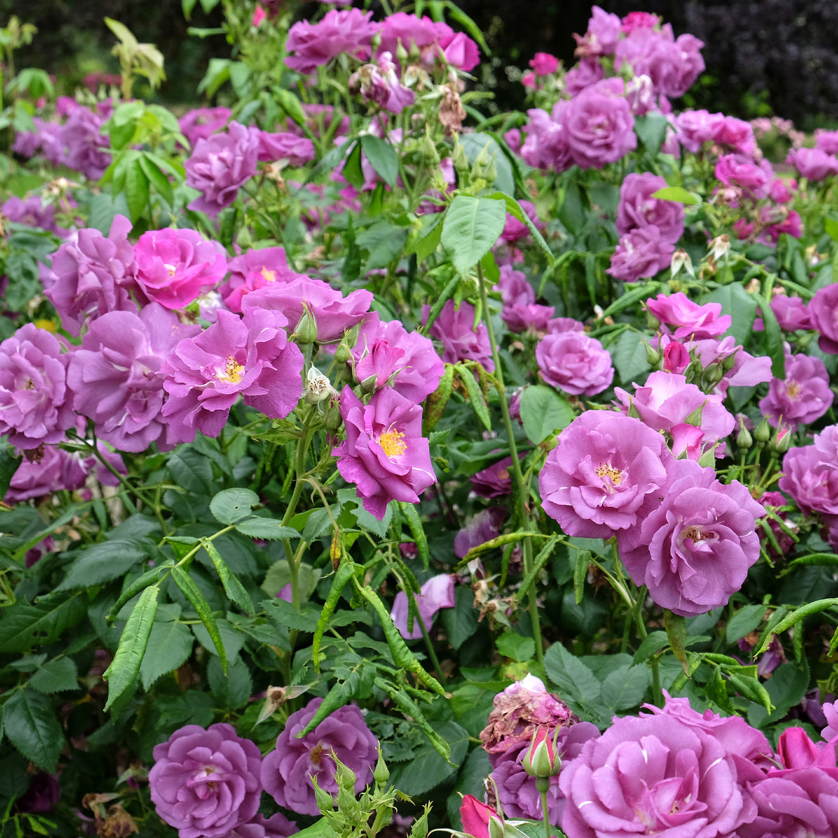 Rosa Rhapsody in Blue® Frantasia - Rosier buisson Rhapsody in Blue® Frantasia - Rosiers