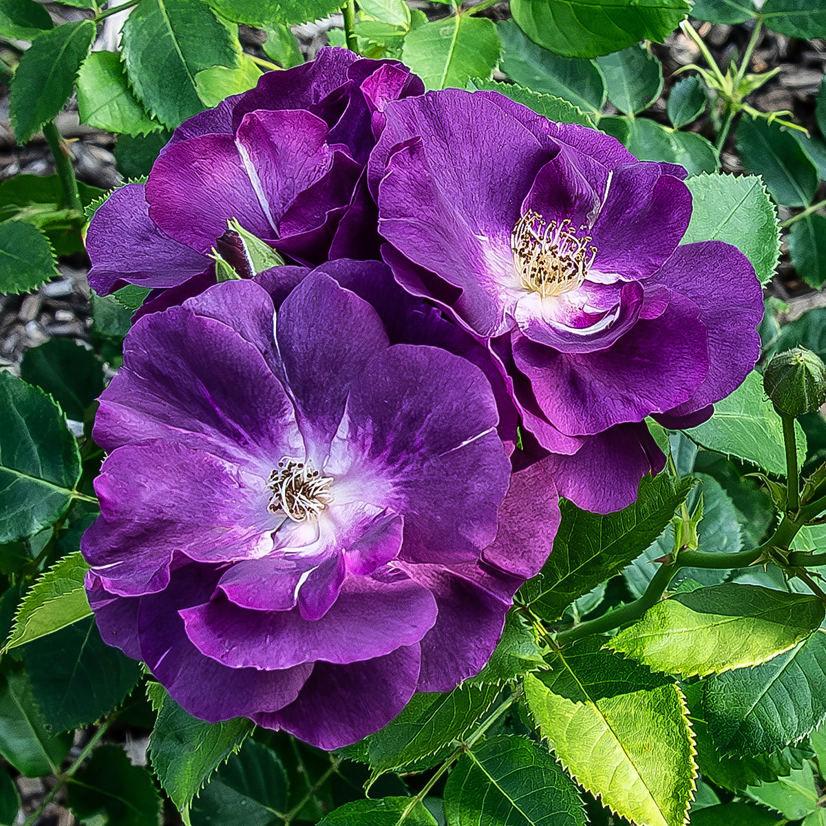 Rosiers - Rosier buisson Rhapsody in Blue® Frantasia - Rosa Rhapsody in Blue® Frantasia