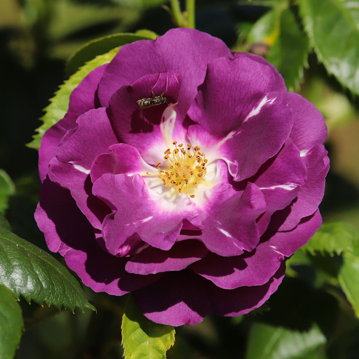 Rosier buisson Rhapsody in Blue® Frantasia - Bakker