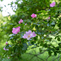 Rosa rubiginosa - Eglantier odorant - Rosiers