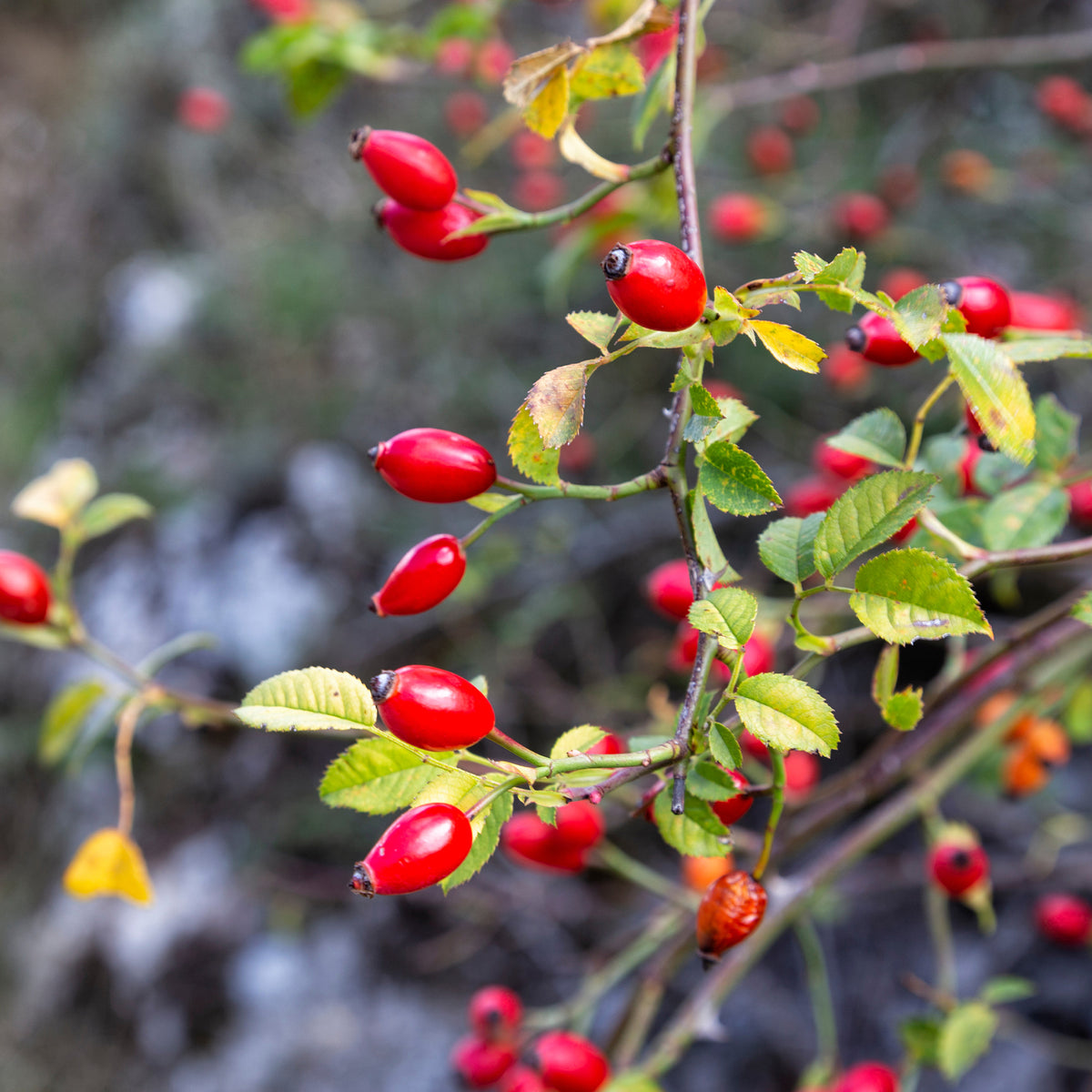 Eglantier odorant - Rosa rubiginosa - Bakker