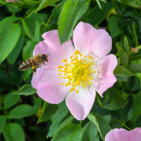 Rosiers - Eglantier odorant - Rosa rubiginosa
