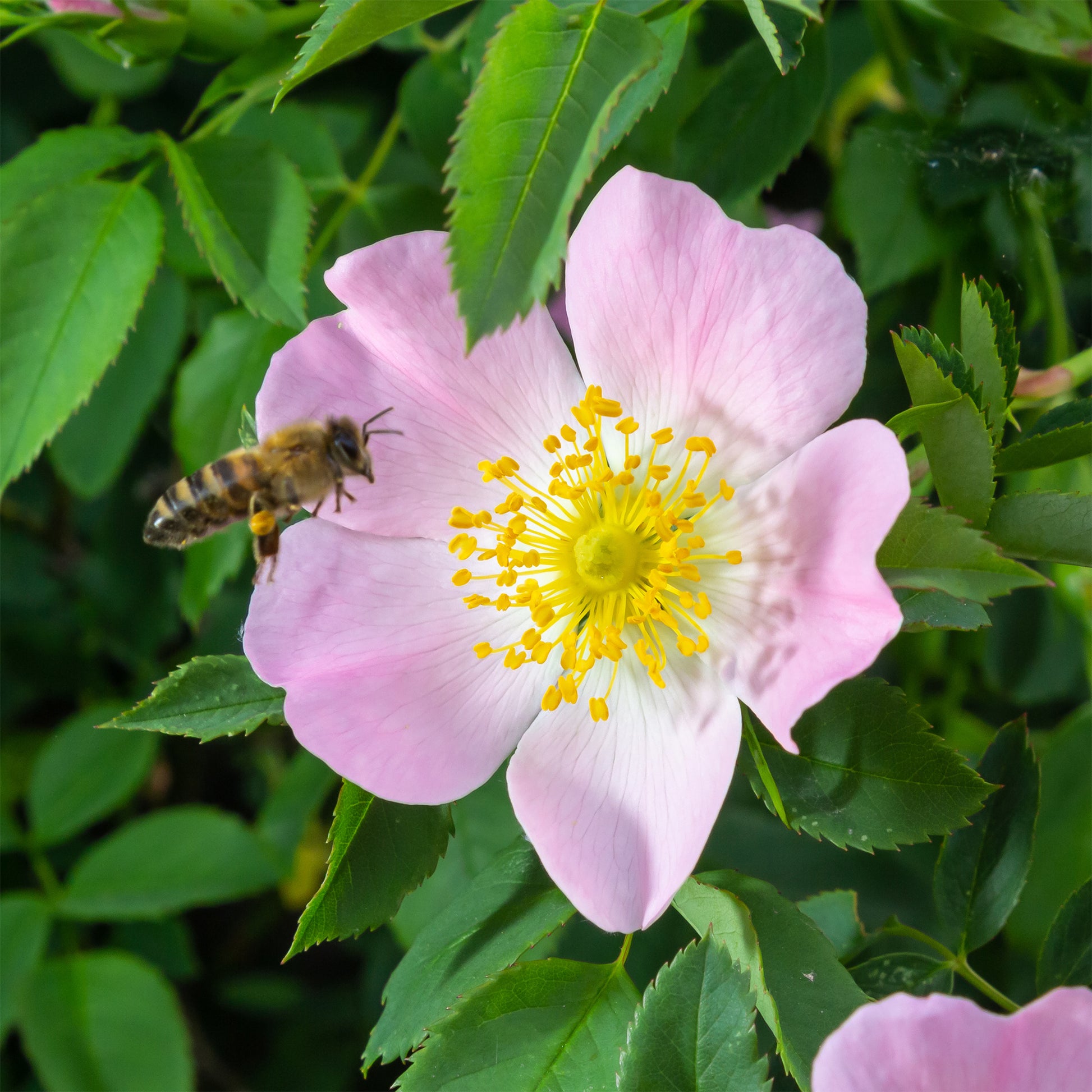 Rosiers - Eglantier odorant - Rosa rubiginosa
