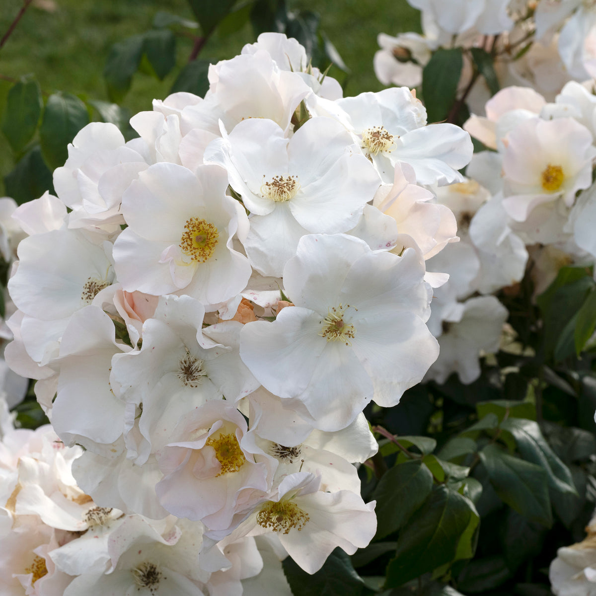 Rosiers - Rosier arbustif Sally Holmes - Rosa Sally Holmes