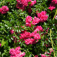 Rosiers parfumés - Rosier  Astrid Gräfin von Hardenberg ® - Rosa astrid gräfin von hardenberg ®