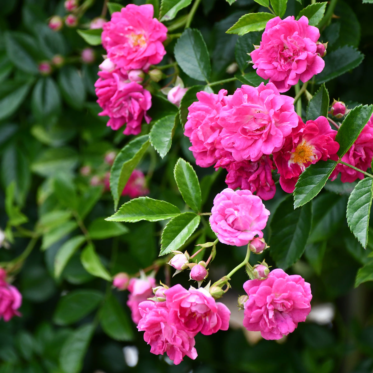Rosier  Astrid Gräfin von Hardenberg ® - Rosa astrid gräfin von hardenberg ® - Bakker