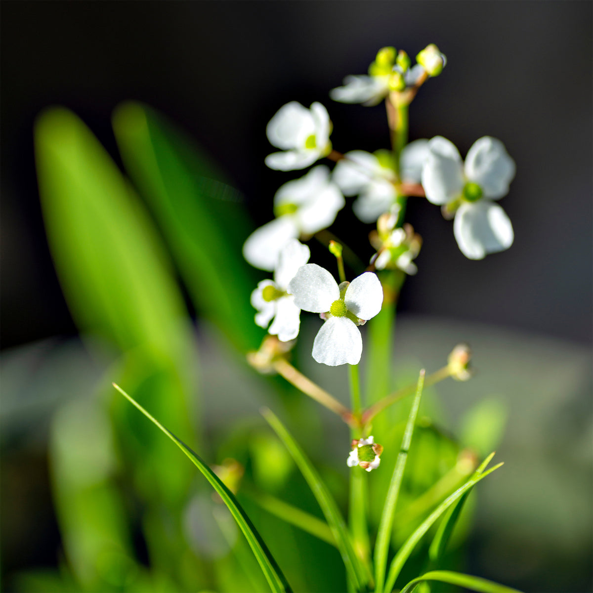 Sagittaire graminiforme - Sagittaria graminea - Bakker