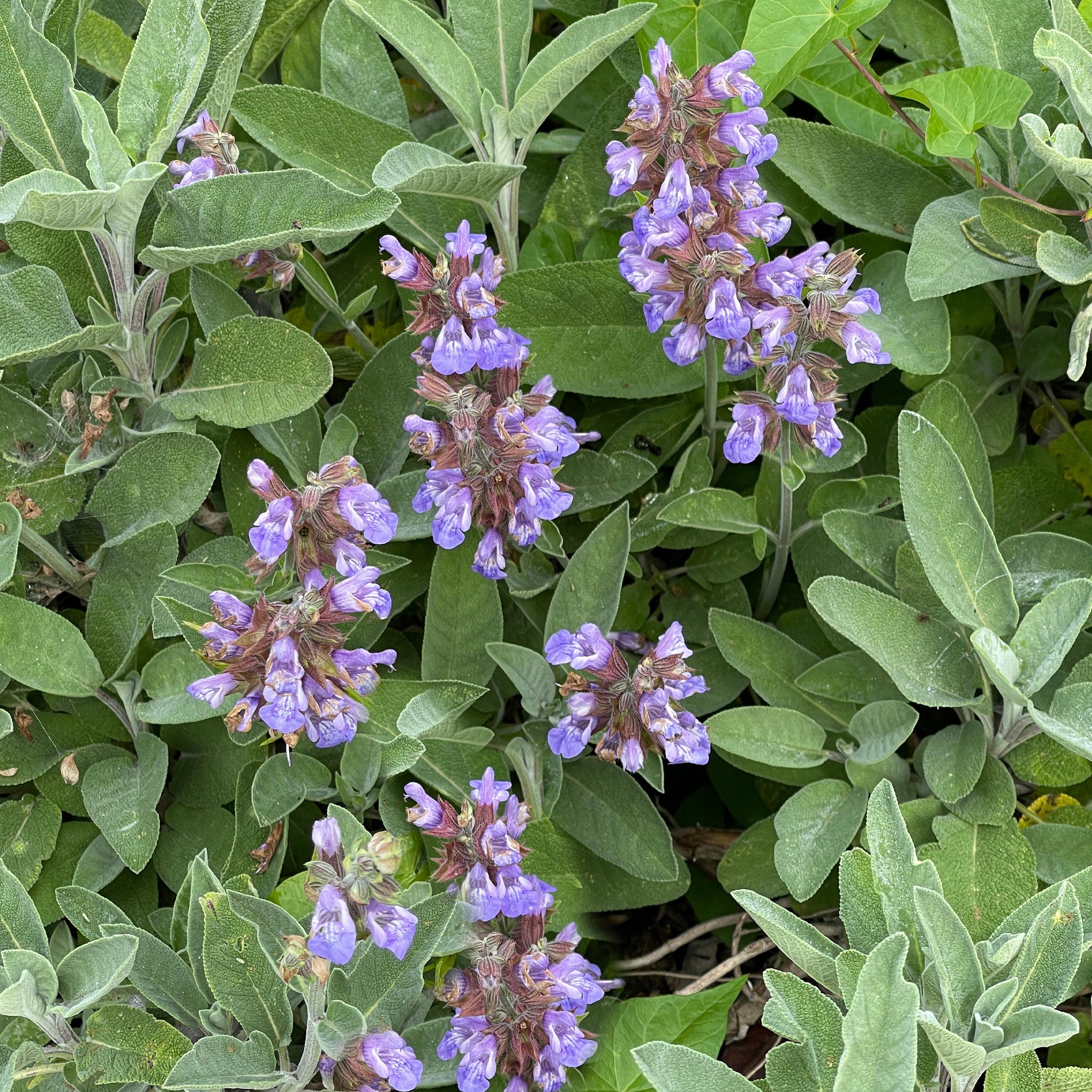 Sauge officinale - Bakker