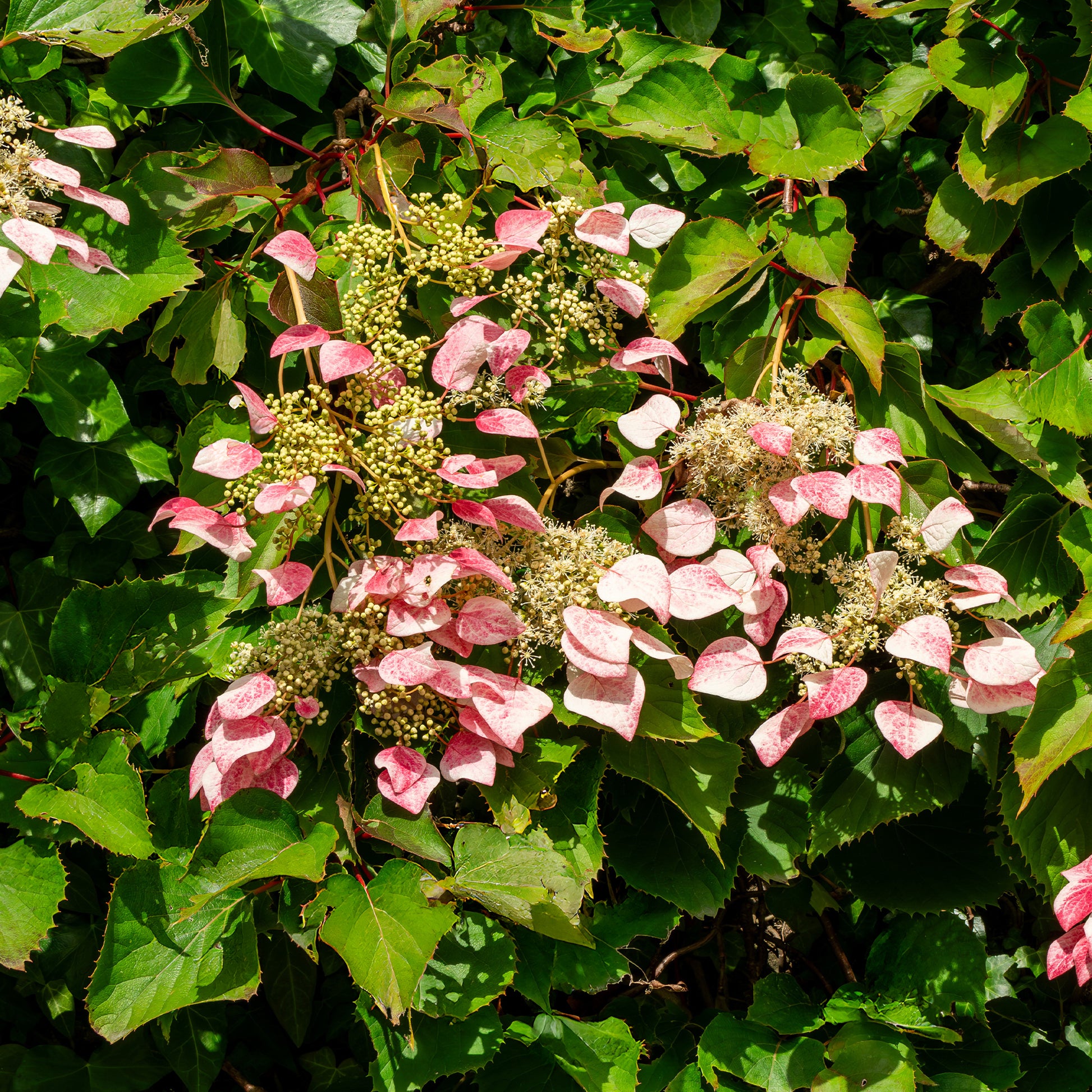 Schizophragma hydrangeoides Roseum - Hortensia grimpant du Japon Roseum - Schizophragma - Hortensia grimpant