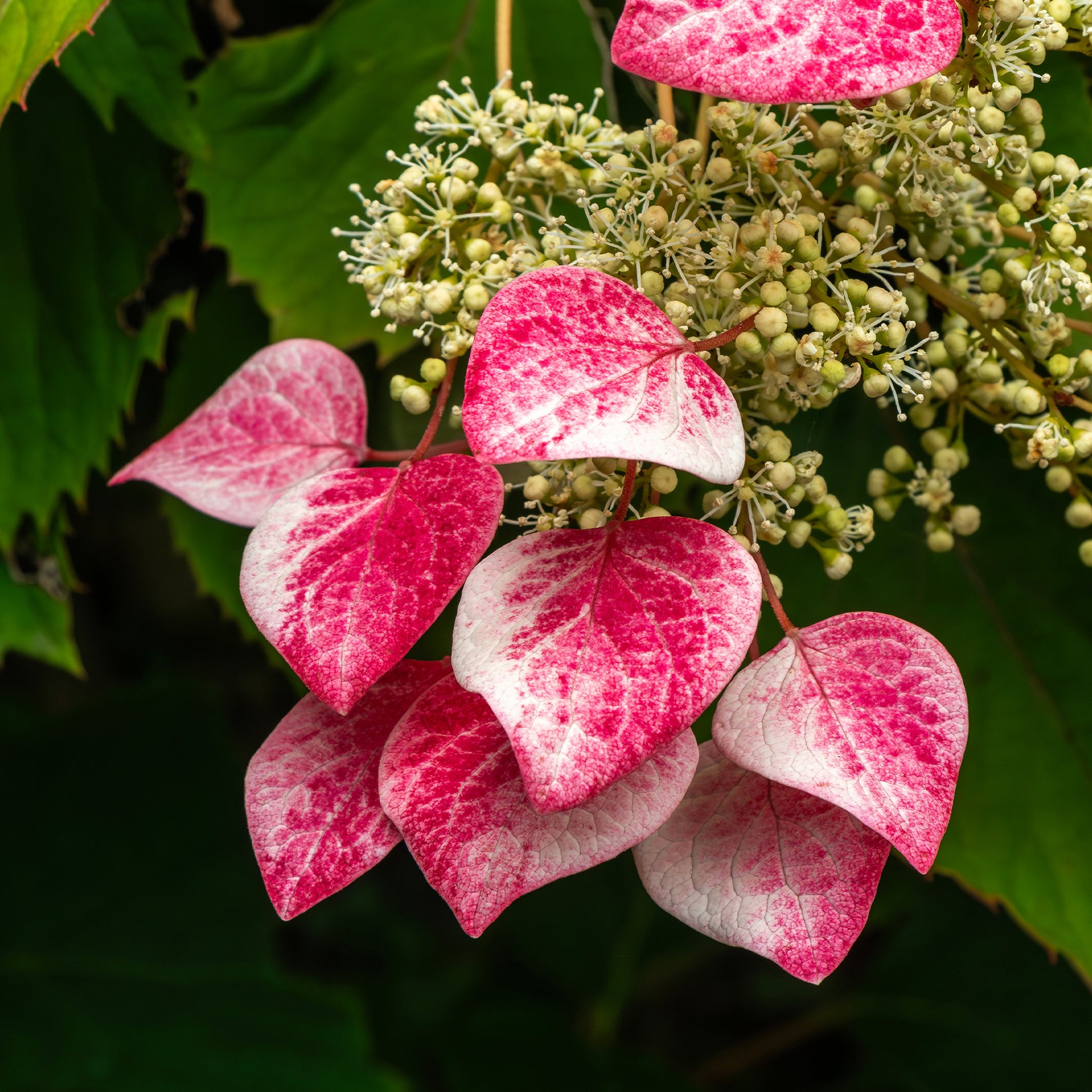 Hortensia grimpant du Japon Roseum - Schizophragma - Schizophragma hydrangeoides Roseum - Bakker