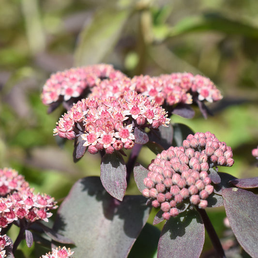 Sedum Sunsparkler® Cherry Tart - Bakker