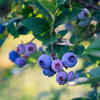 Myrtillier Blue Crop - Vaccinium corymbosum Blue Crop - Bakker