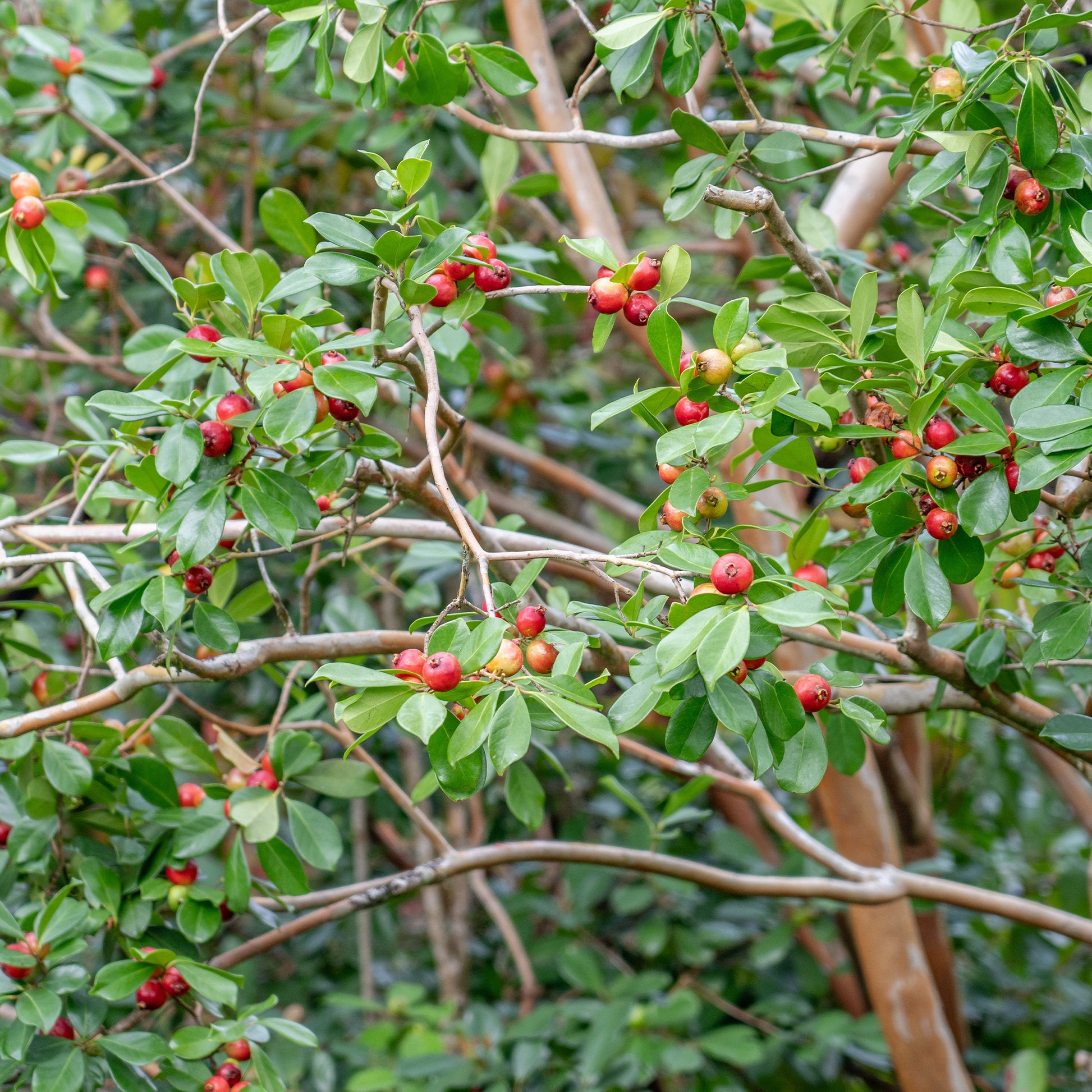 Vente Goyavier de Chine - Psidium cattleianum