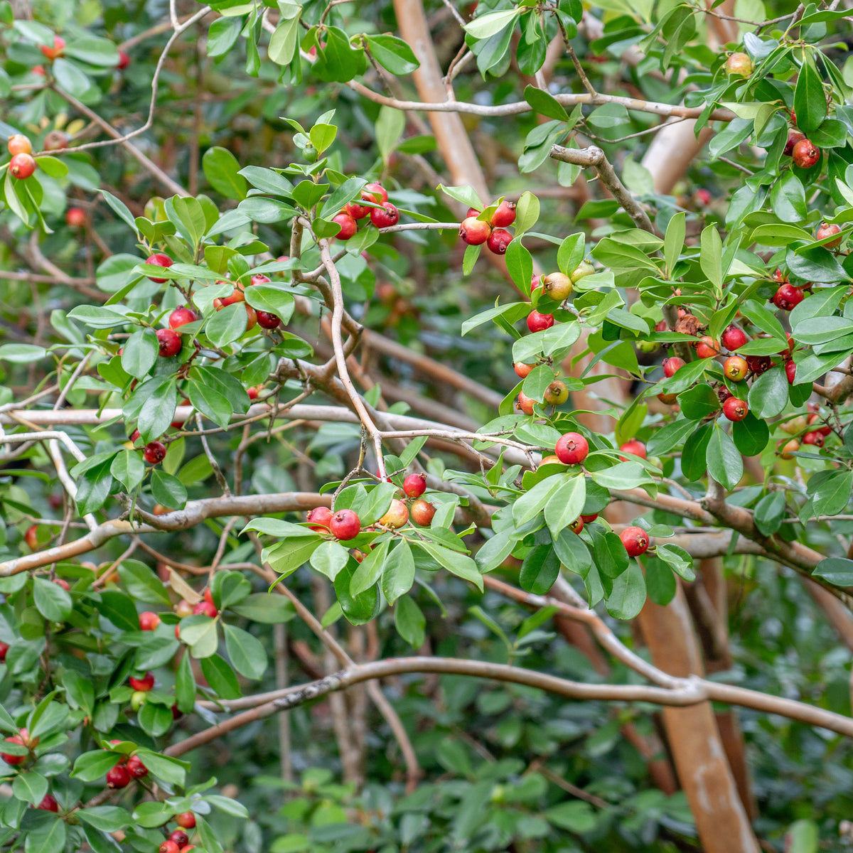 Psidium cattleianum - Goyavier de Chine - Fruitiers exotiques