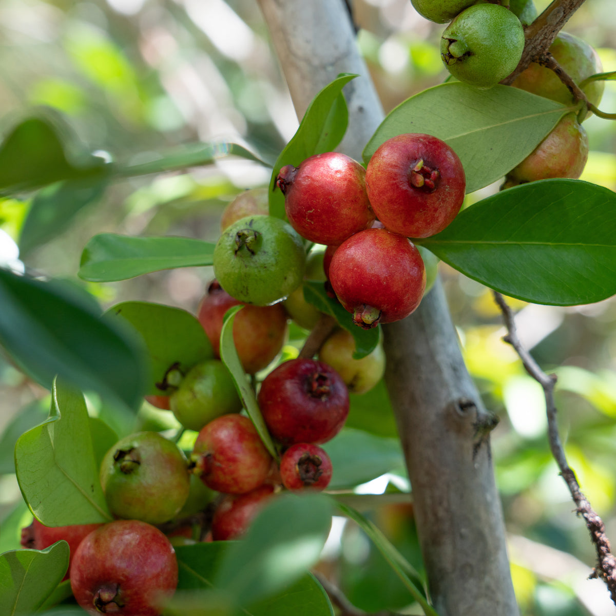 Fruitiers exotiques - Goyavier de Chine - Psidium cattleianum
