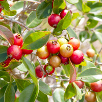 Psidium cattleianum - Goyavier de Chine - Fruitiers exotiques