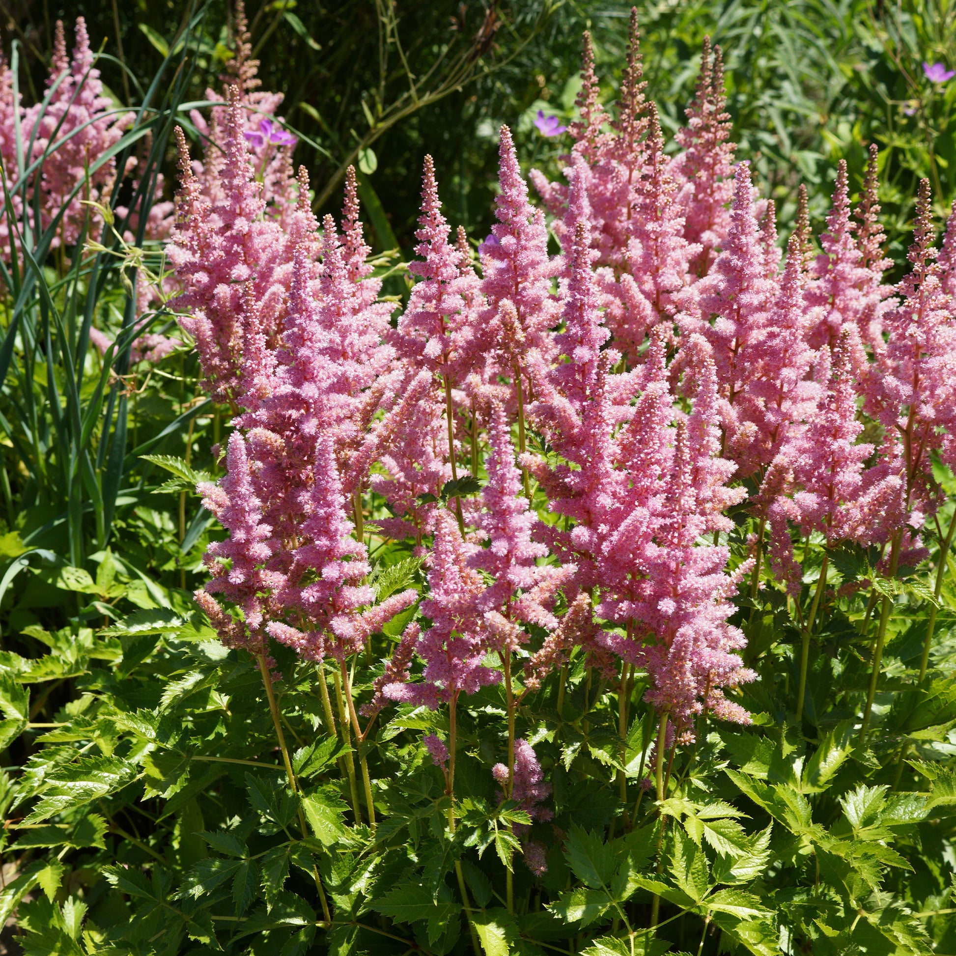 Astilbe Little Vision in Pink ® - Astilbe  Vision in Pink - Astilbe