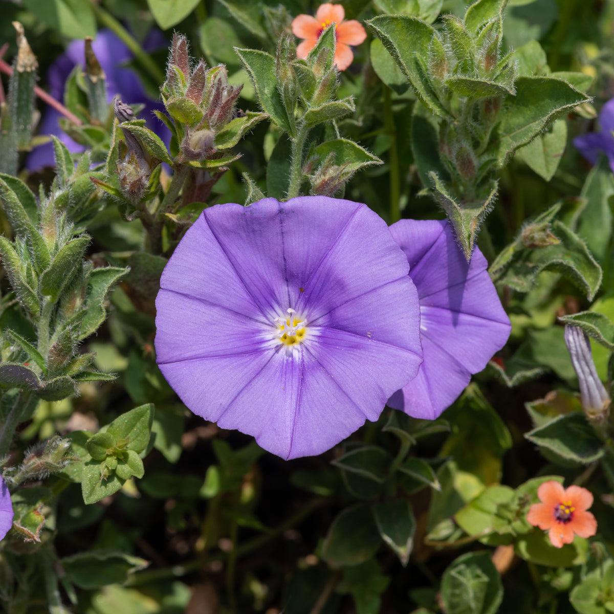 Liseron de Mauritanie Compacta - Convolvulus sabatius Compacta - Bakker