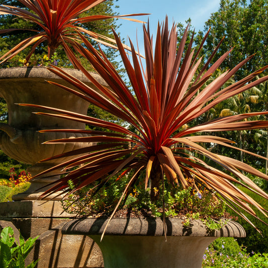 Cordyline australe Red Star - Bakker