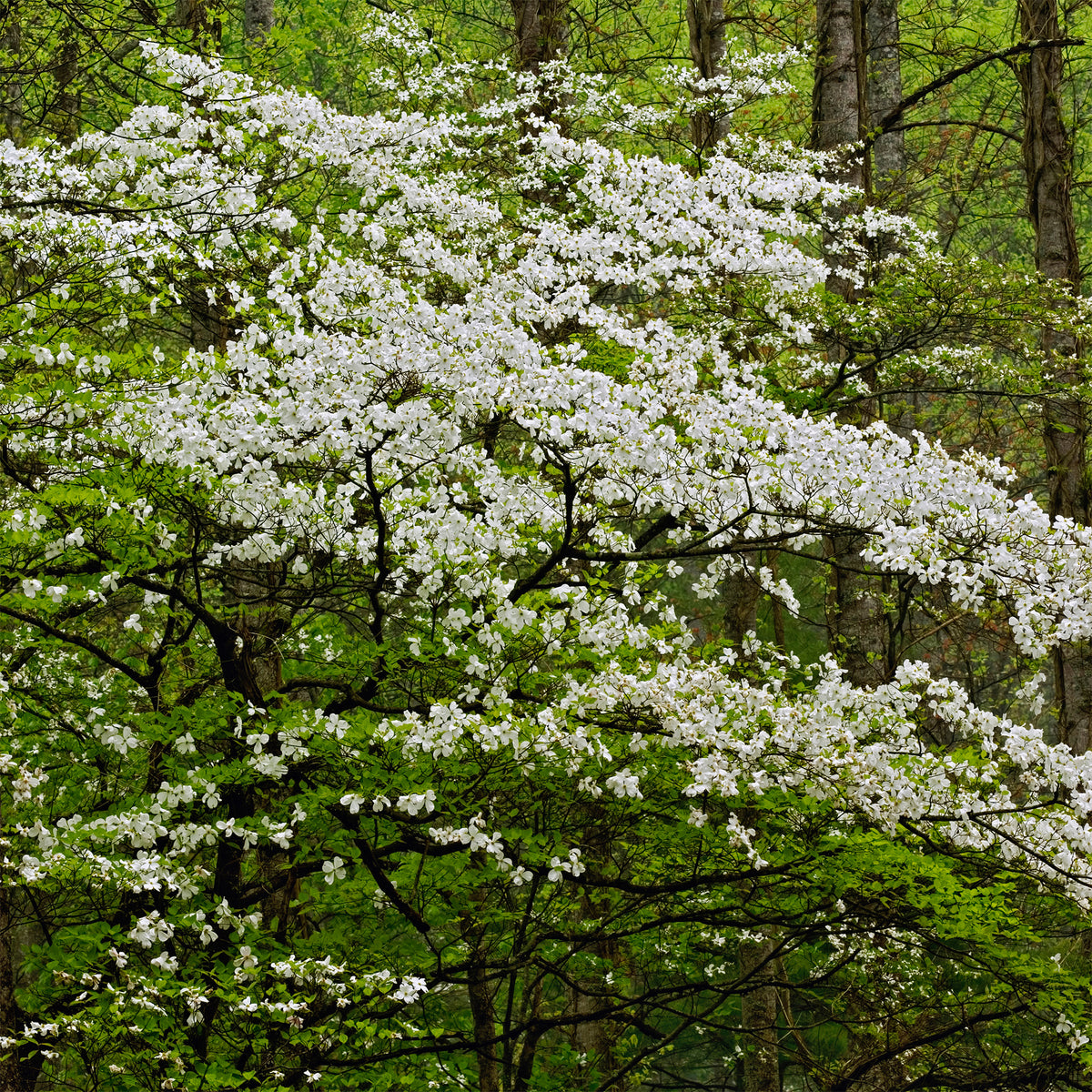 Cornus florida - Cornouiller à fleurs de Floride - Arbres fleuris