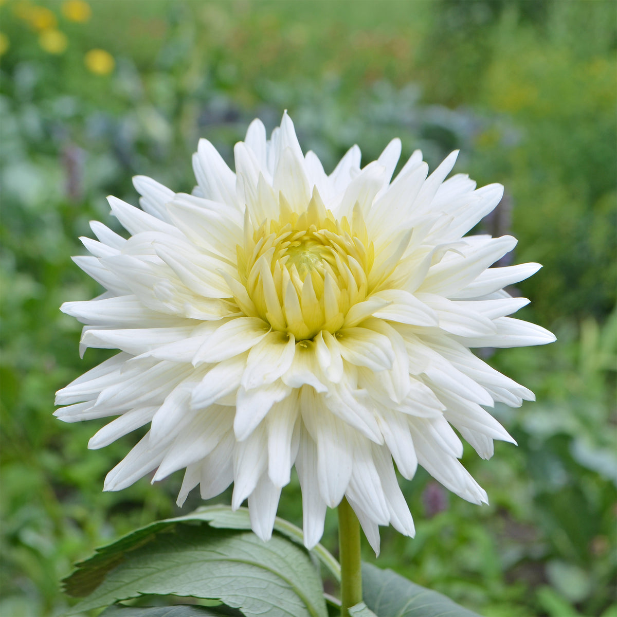 Dahlia My Love - Dahlia cactus My Love - Bulbes de Dahlia