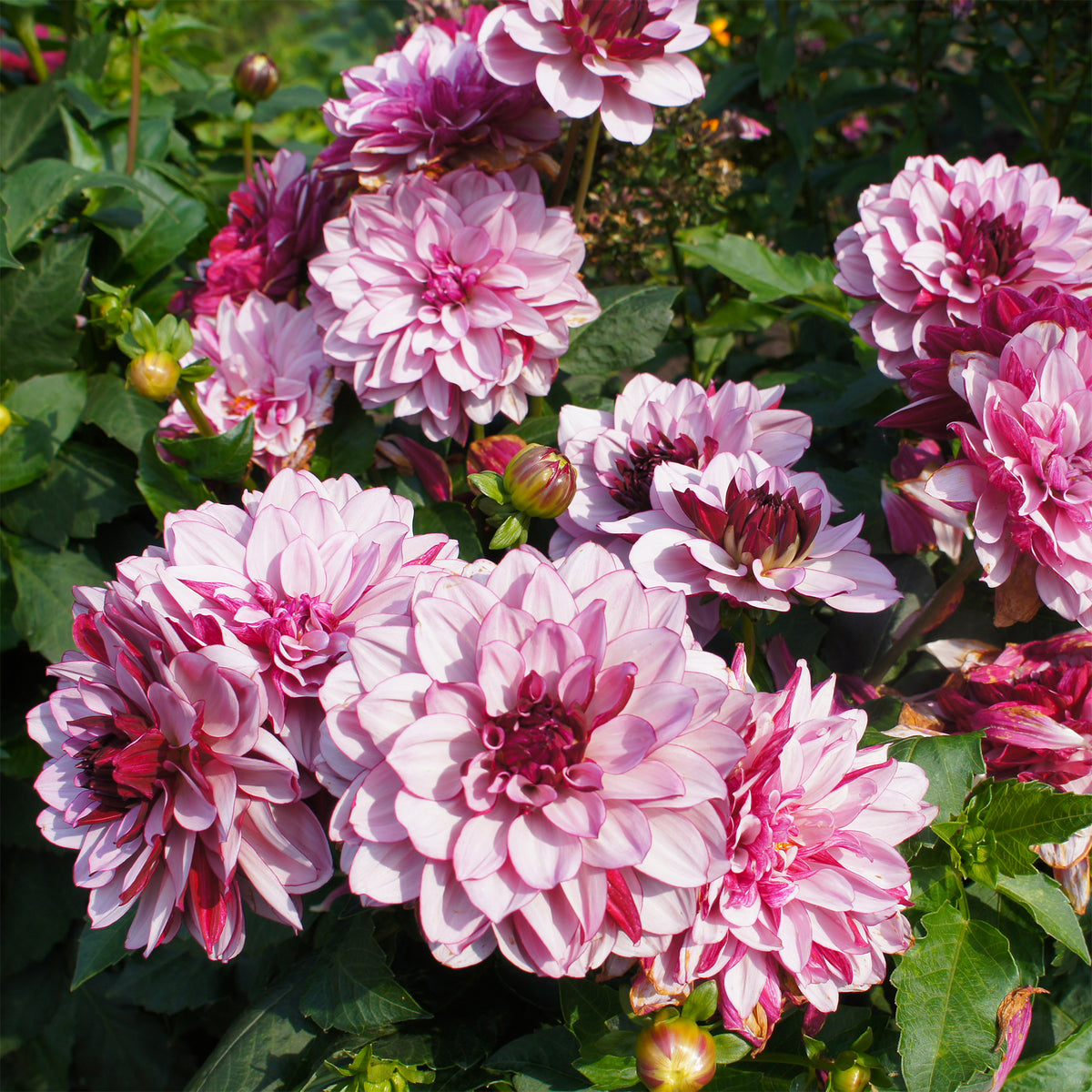 Dahlia décoratif Crème de Cassis - Dahlia Crème de Cassis - Bakker