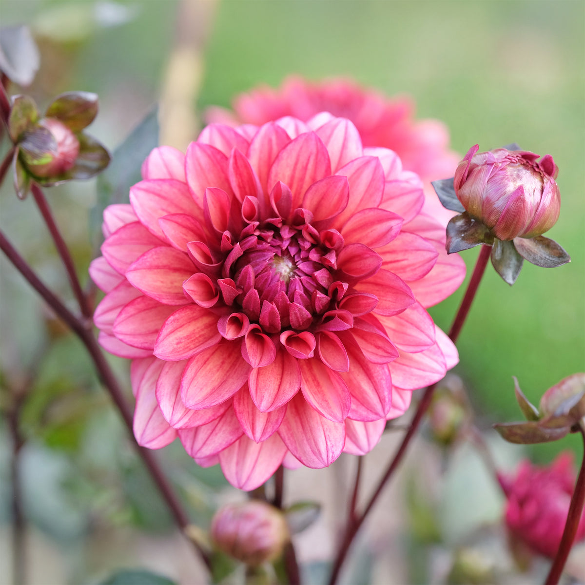 Dahlia décoratif Night Silence - Bakker