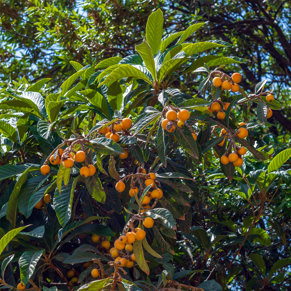 Néflier du Japon - Eriobotrya japonica - Bakker