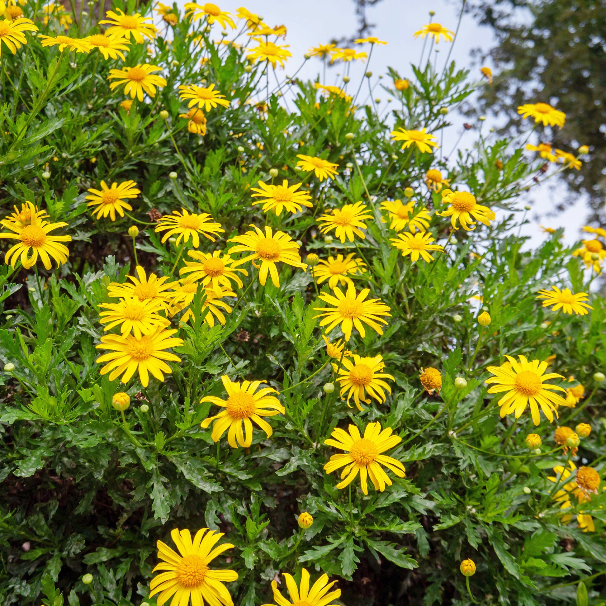 Euryops chrysanthemoides - Marguerite de la savane - Euryops - Plantes de bordure