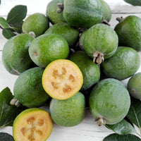 Goyavier du Brésil - Feijoa - Feijoa sellowiana - Bakker
