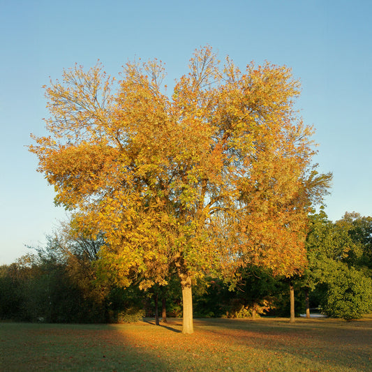 Frêne d'Amérique Skyline - Bakker