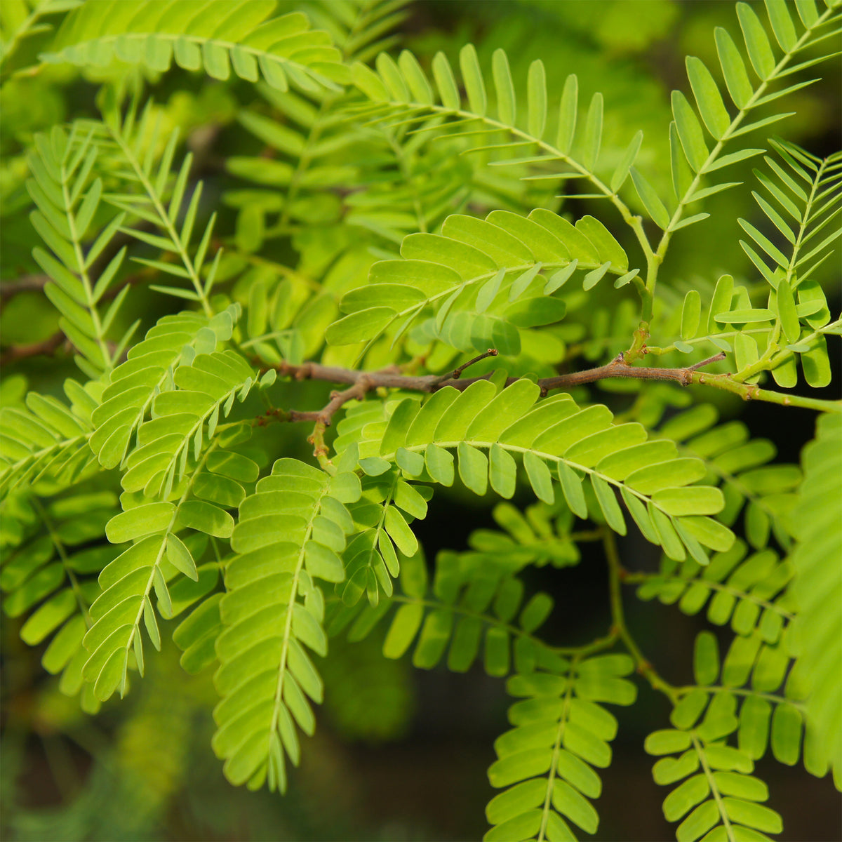 Févier d'Amérique Elegantissima - Gleditsia triacanthos Elegantissima - Bakker