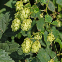 Houblon femelle Prima Donna ® - Bakker