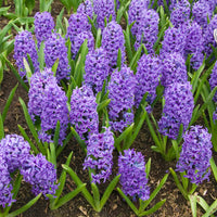 Jacinthe Blue Jacket - Hyacinthus orientalis Blue Jacket - Bakker