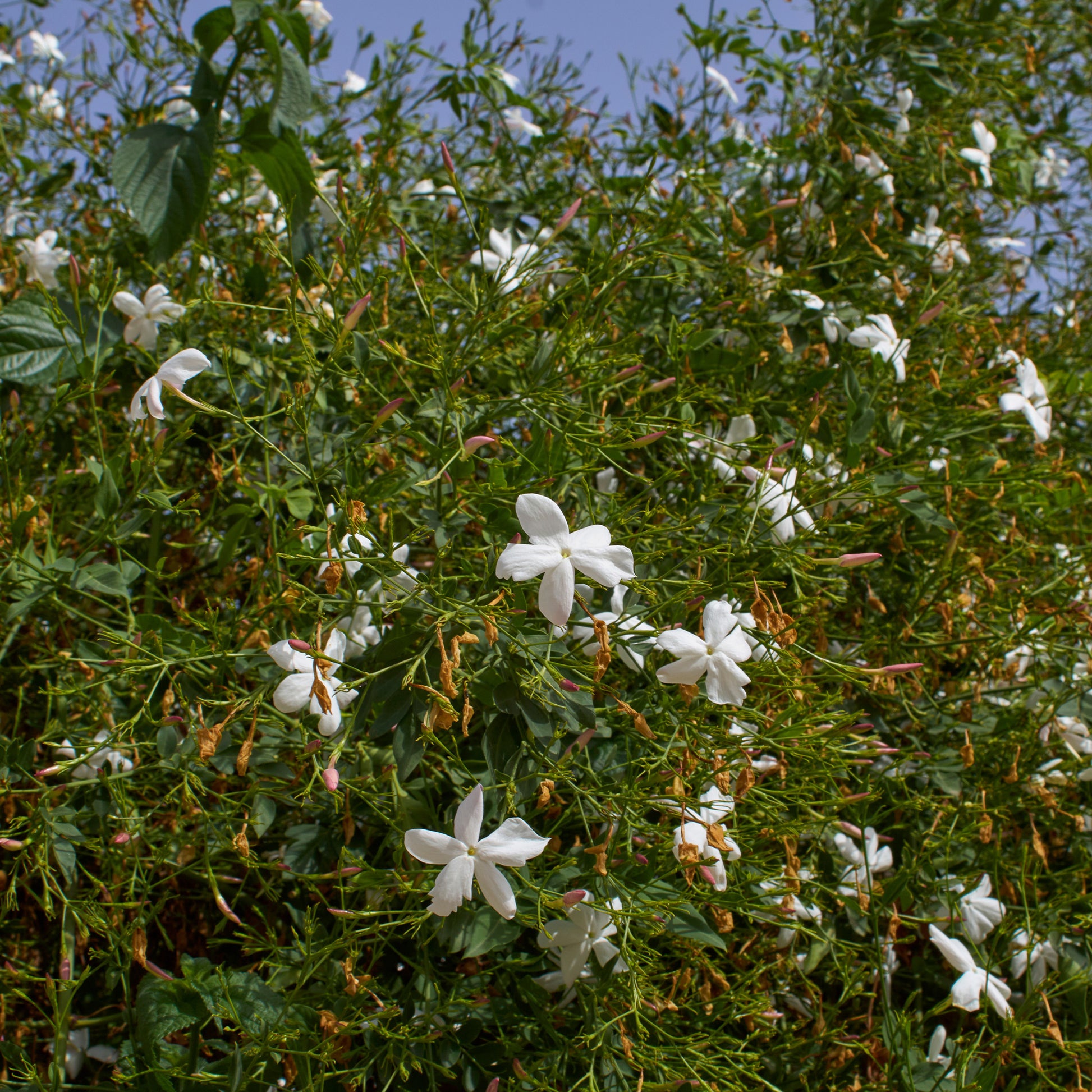 Jasmin de Grasse - Jasminum grandiflorum - Bakker