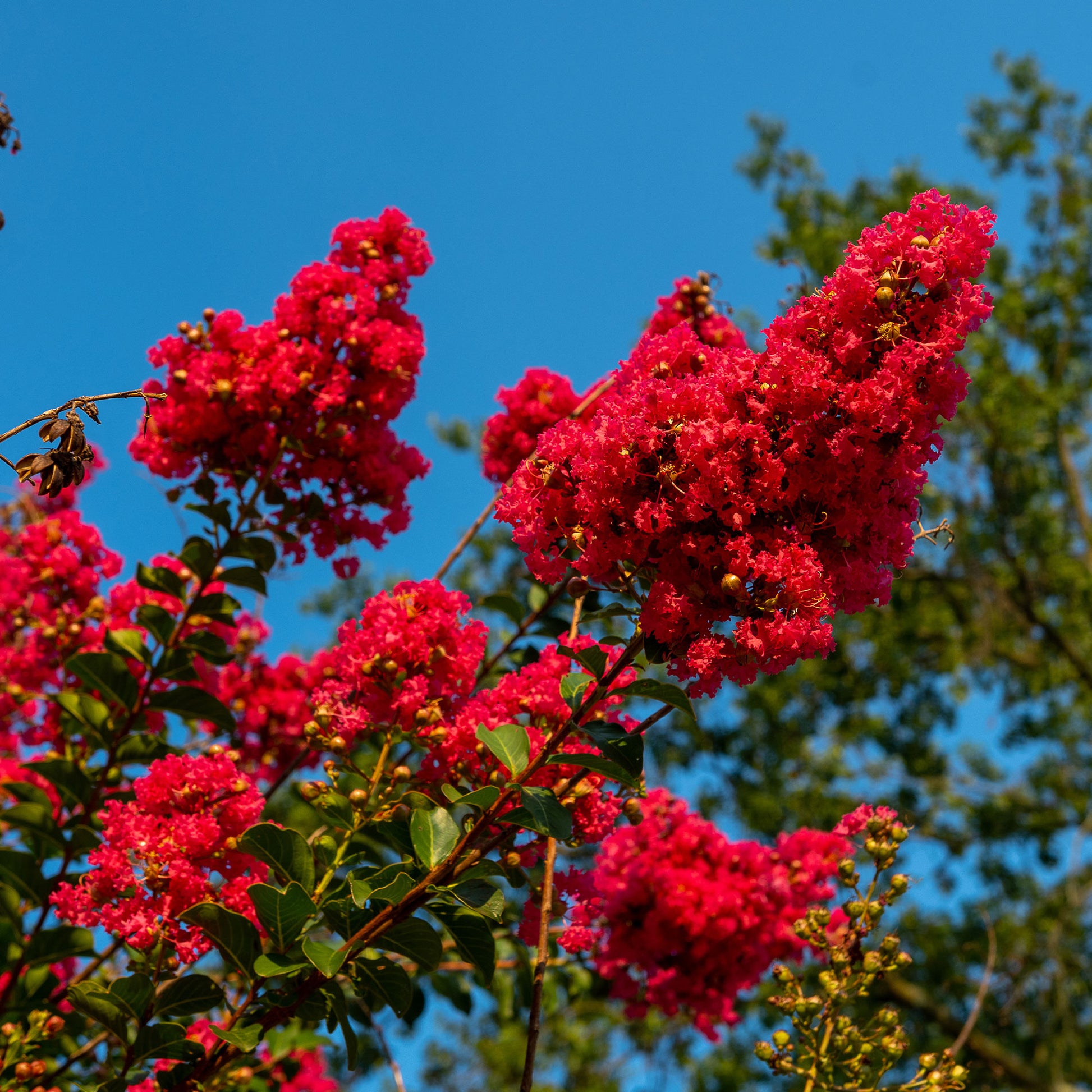 Vente Lilas des Indes Red Rocket