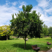 Troène de Chine - Ligustrum lucidum - Bakker