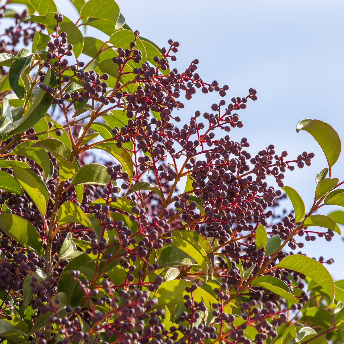 Troènes - Ligustrum - Troène de Chine - Ligustrum lucidum