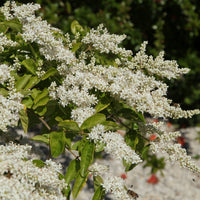Ligustrum lucidum - Troène de Chine - Troènes - Ligustrum