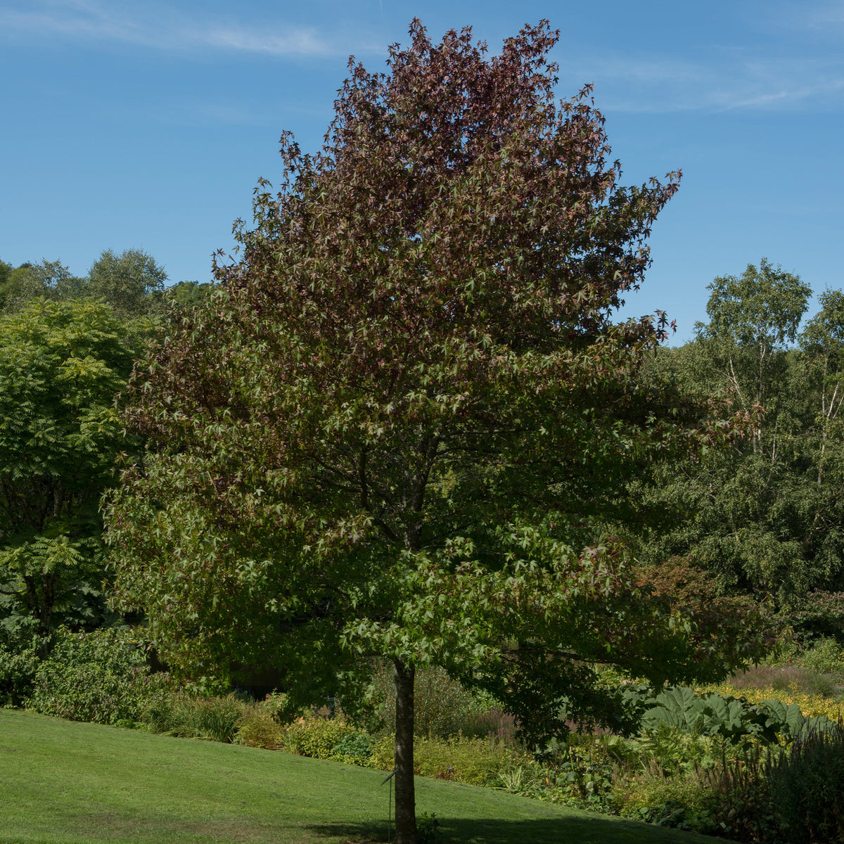 Copalme d'Amérique Worplesdon - Liquidambar - Liquidambar styraciflua Worplesdon - Bakker