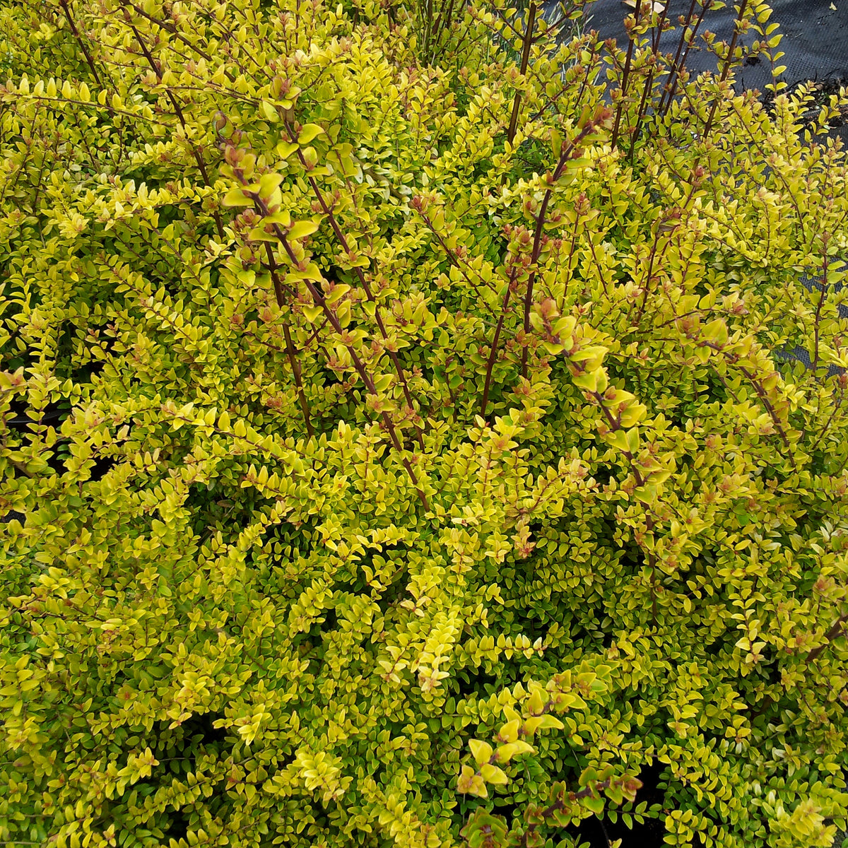 Chèvrefeuille à feuille de buis Baggesen's Gold - Lonicera nitida Baggesen's Gold - Bakker