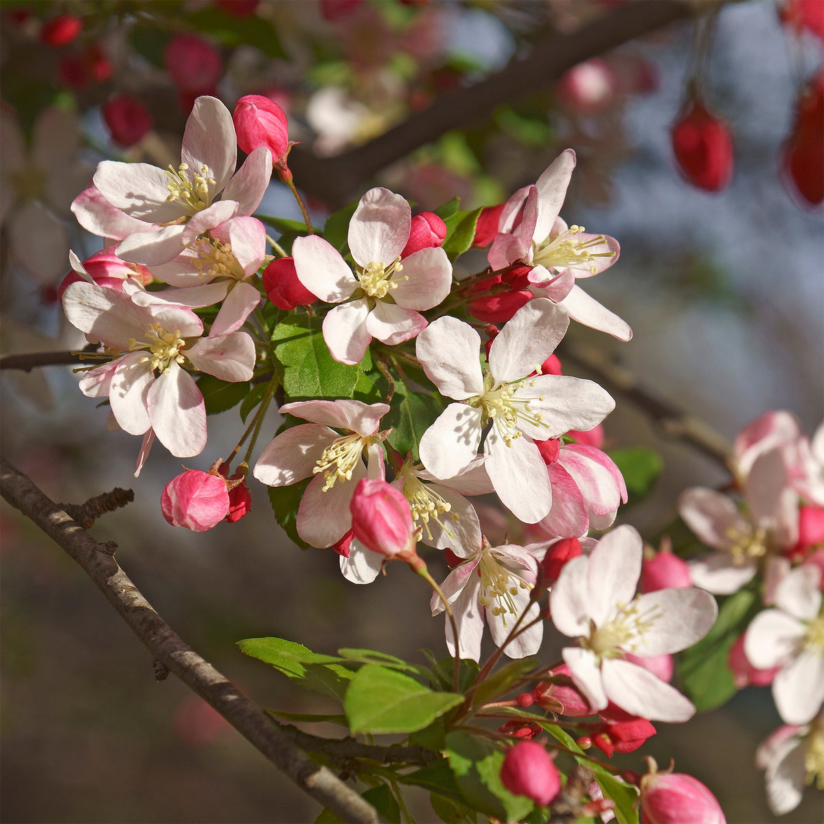 Malus floribunda - Pommier du Japon - Pommier à fleurs