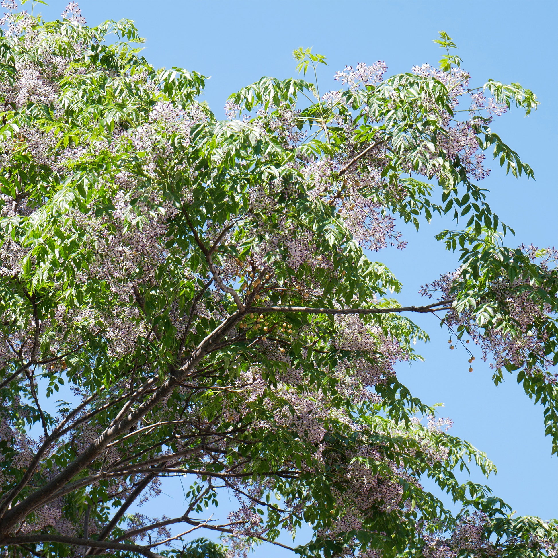 Arbres fleuris - Margousier - Lilas de Perse - Melia azedarach